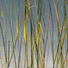 Reeds in Water