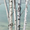 Birch Frieze